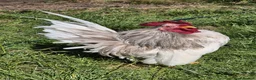Chickens poultry for sale: Serema blue silkie cockerel  in Canterbury - Advert 2
