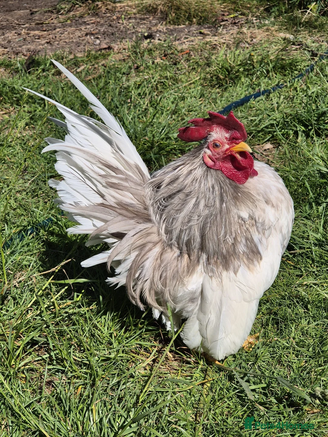 Chickens poultry for sale: Serema blue silkie cockerel  in Canterbury - Advert 2