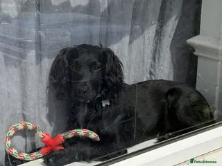 Cocker Spaniel dogs Cocker spaniel - Advert 1