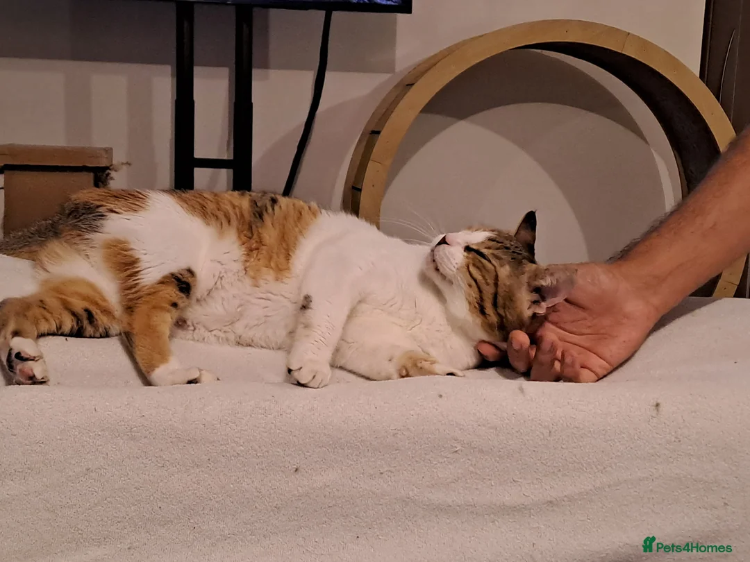 Mixed Breed cats for adoption: Viola - calm and sweet girl - Advert 8