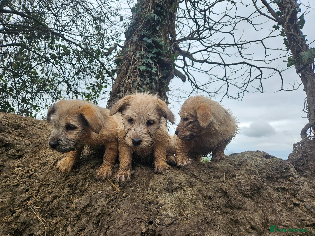 Glen of Imaal Terrier dogs for sale: Amhrasach Rógaire - Advert 2