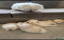 Maltipoo dogs for sale: Maltipoo puppy’s  - Image 3