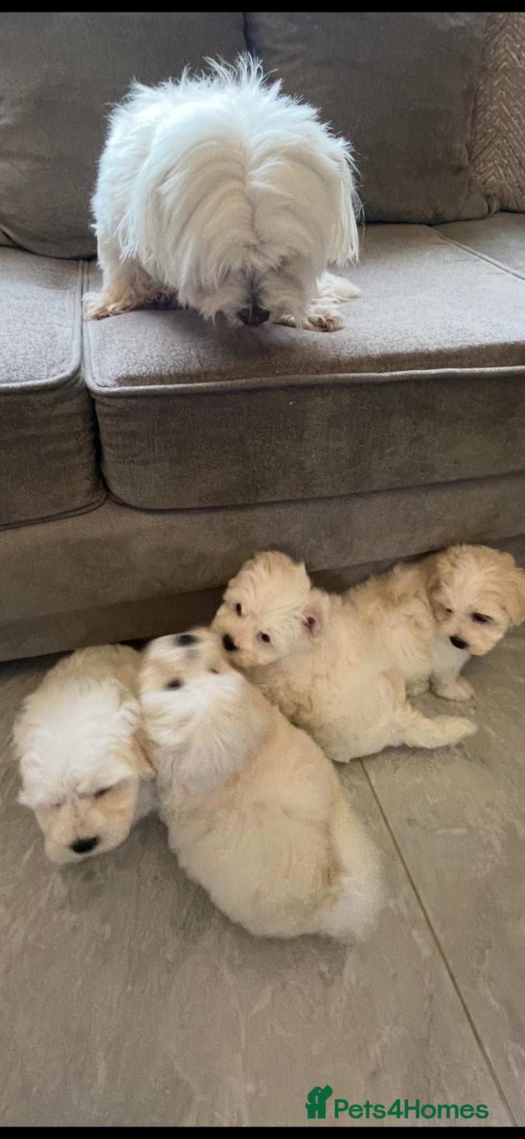 Maltipoo dogs for sale: Maltipoo puppy’s  - Image 3
