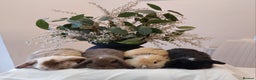 Mini Lop rabbits for sale: Stunning Mini Lop Baby Rabbits - Advert 2