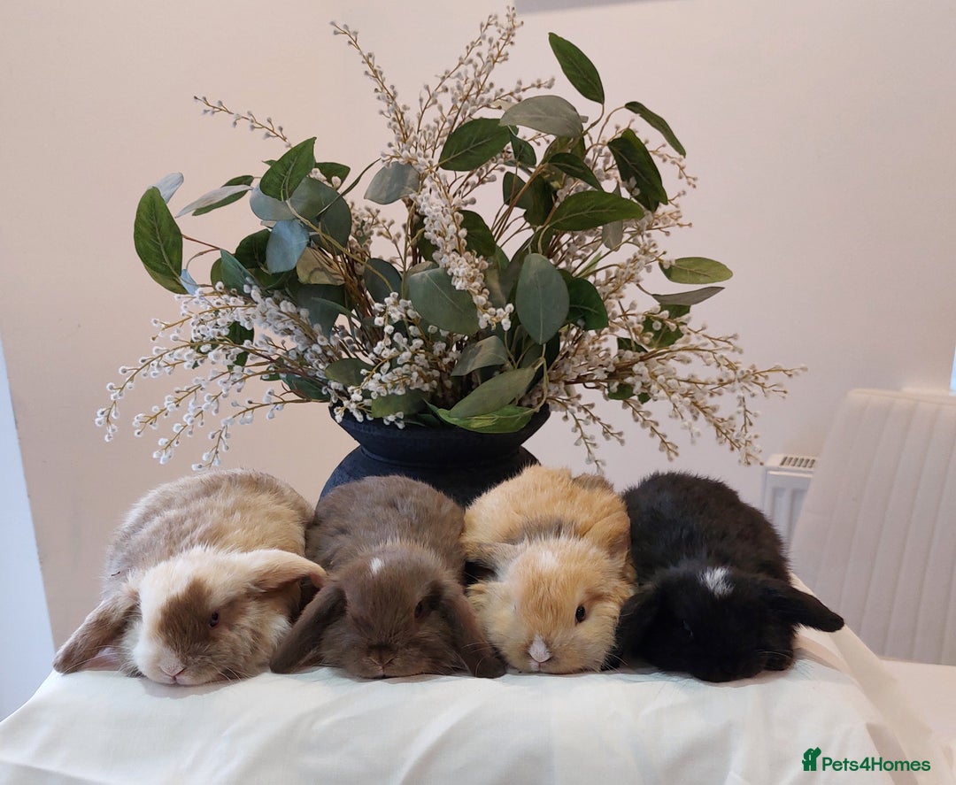Mini Lop rabbits for sale: Stunning Mini Lop Baby Rabbits - Advert 2