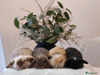 Mini Lop rabbits Stunning Mini Lop Baby Rabbits - Advert 1