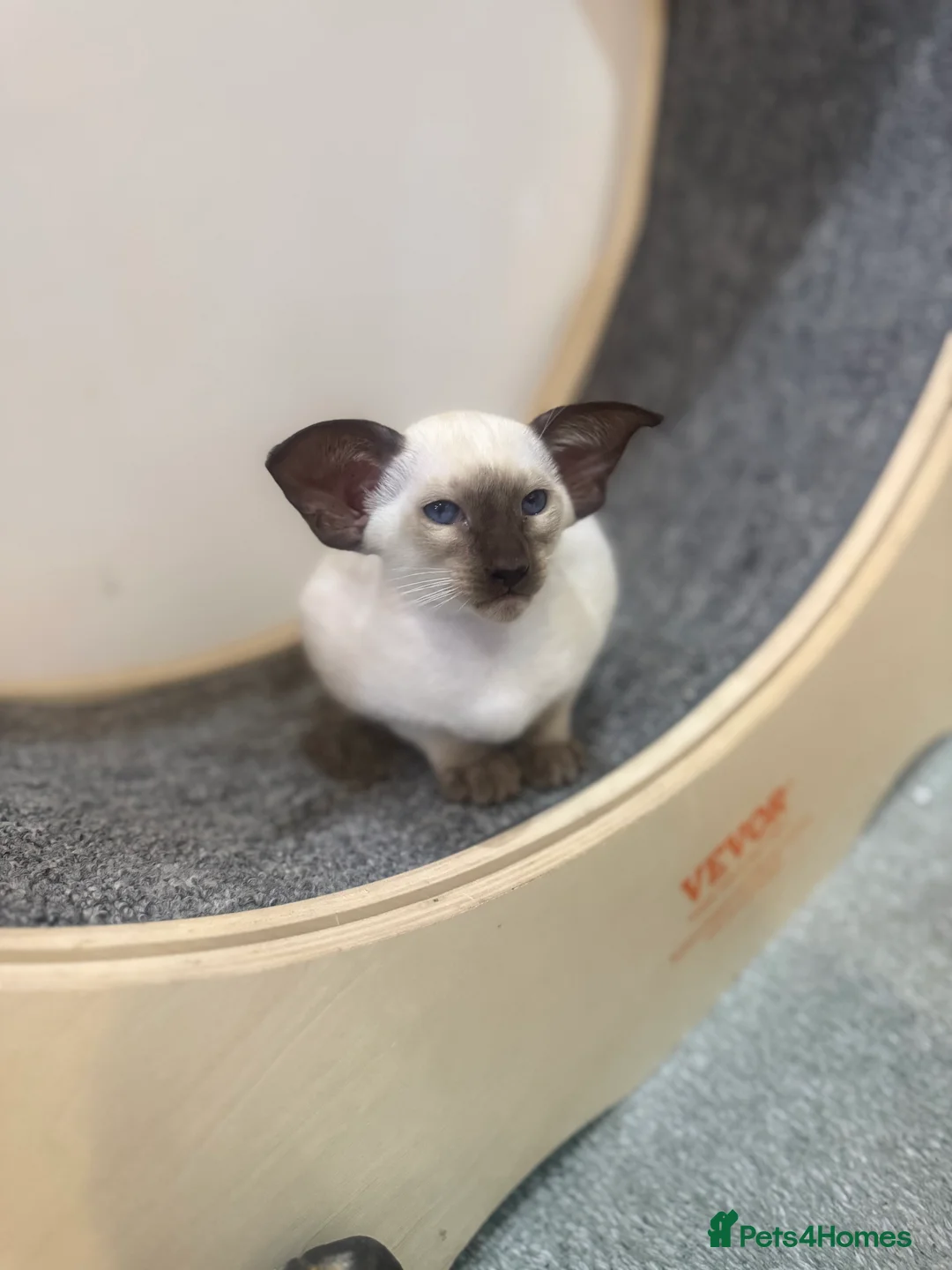 Siamese cats for sale: Stunning chocolate point Gccf registered girl  - Advert 7