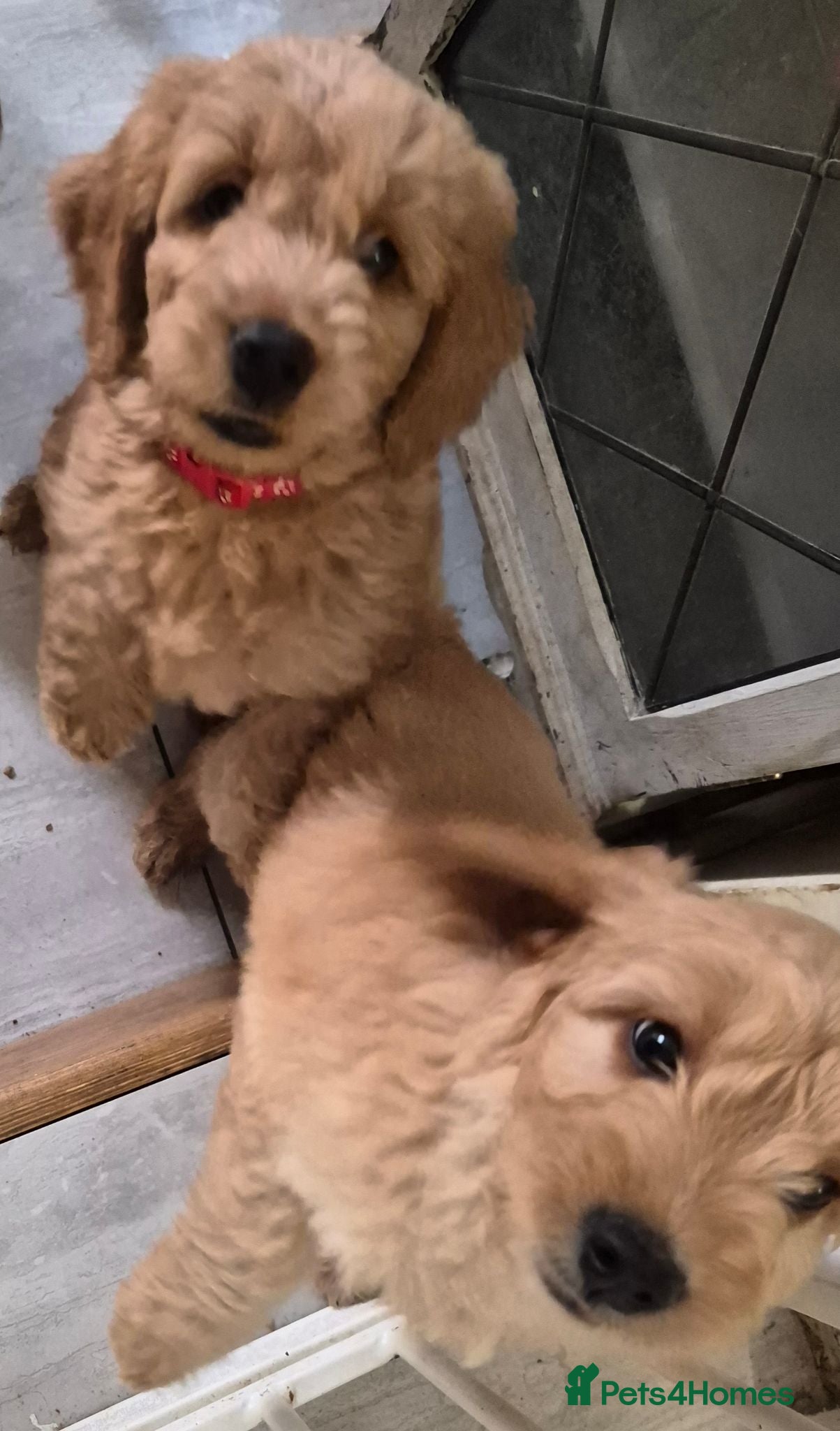 Mini Goldendoodle dogs Ready now! F1B Goldendoodle Golden doodle puppy's - Advert 2