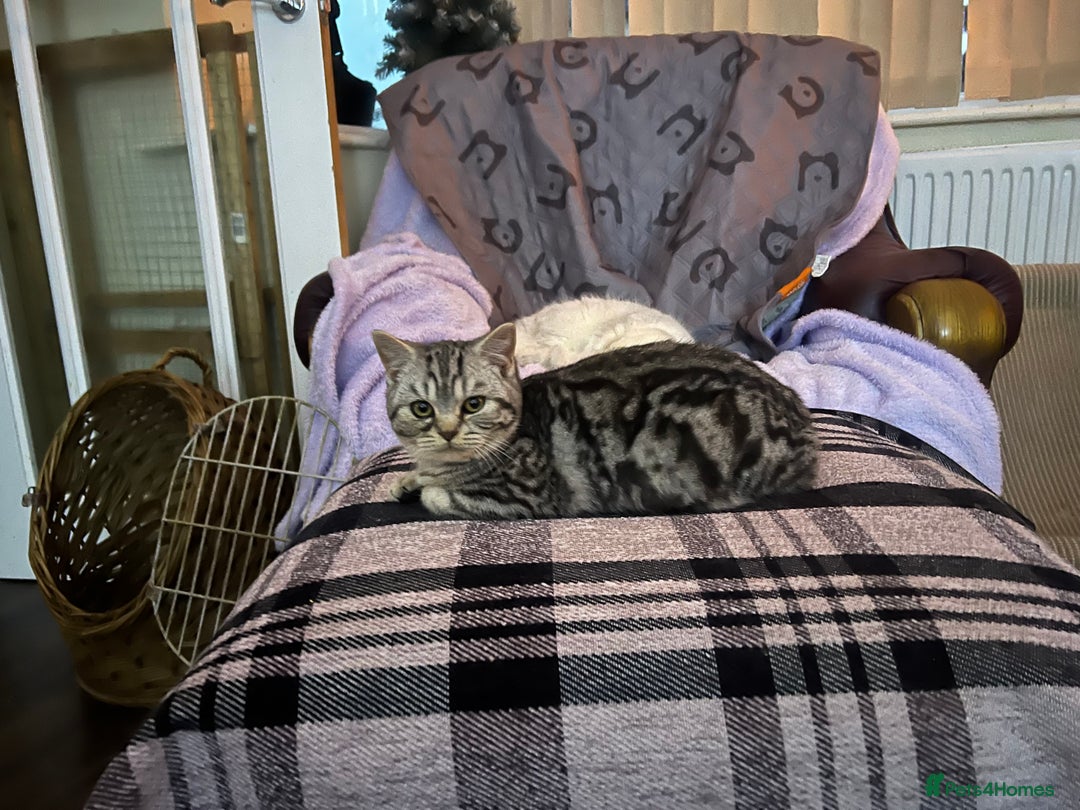 British Shorthair cats for sale: Silver British shorthair kittens  - Advert 7