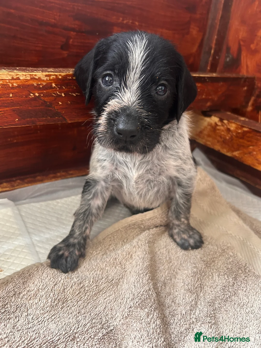 German Wirehaired Pointer dogs for sale: German Wirehaired Pointer Puppies - Advert 2