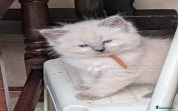 Ragdoll cats for sale: Ragdoll - home reared kittens - Image 32