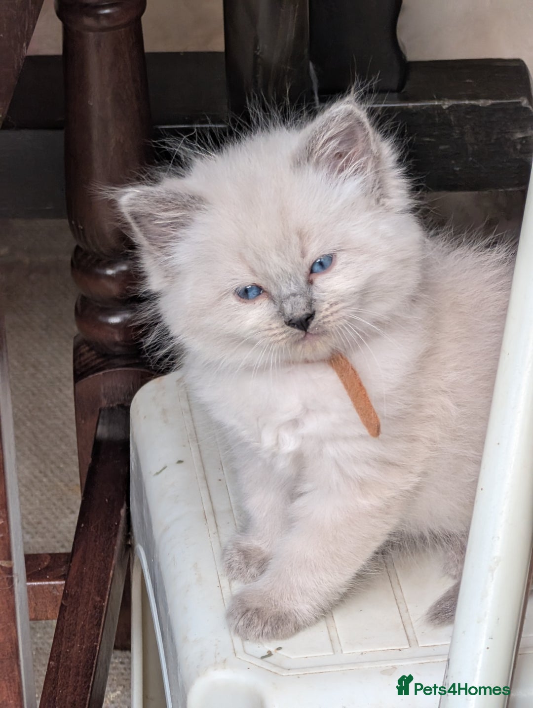 Ragdoll cats for sale: Ragdoll - home reared kittens - Image 32