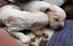 Cocker Spaniel dogs for sale: Kc registered show type cocker spaniel puppies - Image 4