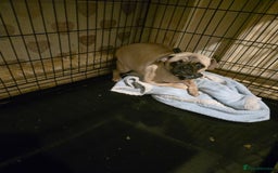 Pug dogs for sale: 2 female pugs for sale - Image 2