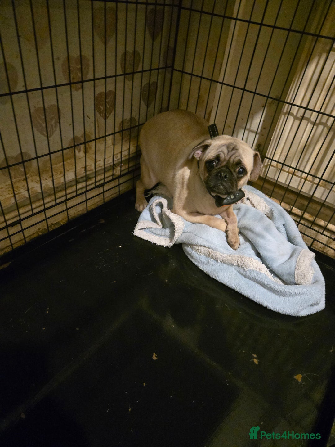 Pug dogs for sale: 2 female pugs for sale - Image 2