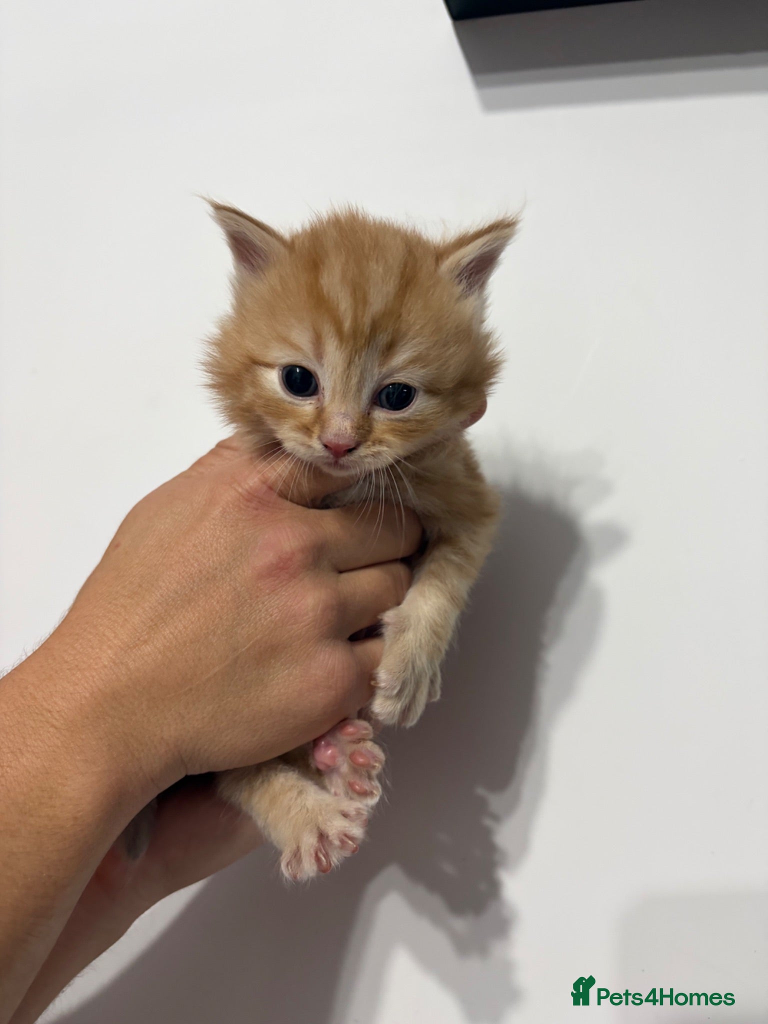 Mixed Breed cats Beautiful kittens - Advert 1