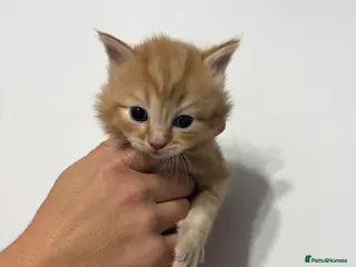 Mixed Breed cats Beautiful kittens - Advert 6