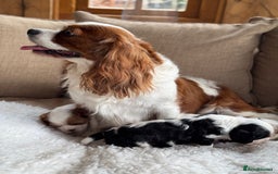 Cavalier King Charles Spaniel dogs for sale: Exstensively Health Tested Cavalier King Charle - Image 7