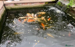 Koi Carp fish for sale: Koi carp  - Image 2