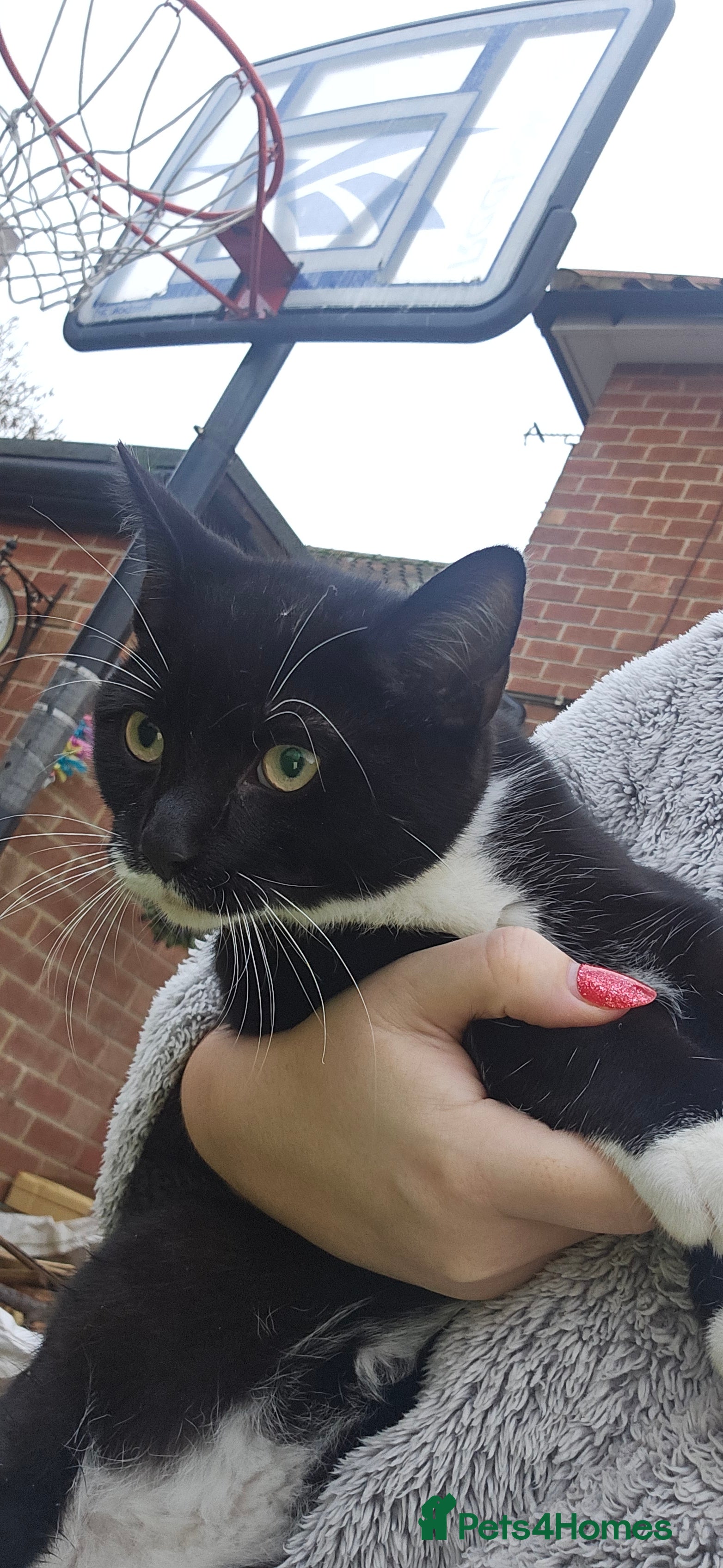 Mixed Breed cats Black and white male kitten - Advert 1