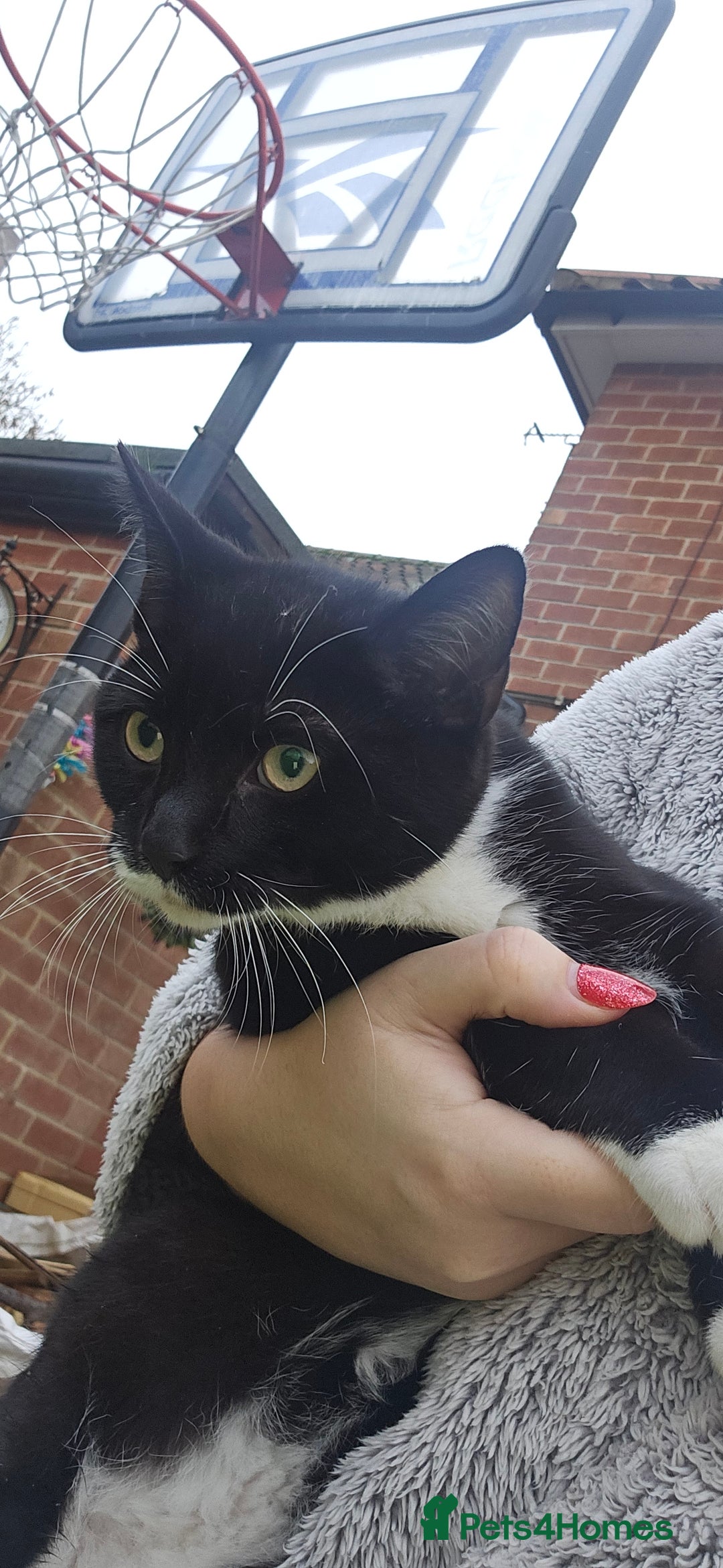 Mixed Breed cats for sale: Black and white male kitten - Advert 1