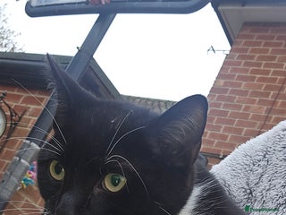 Mixed Breed cats Black and white male kitten - Advert 1