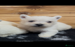 West Highland Terrier dogs for sale: Beautiful west highland terrier puppies for sale  - Image 5
