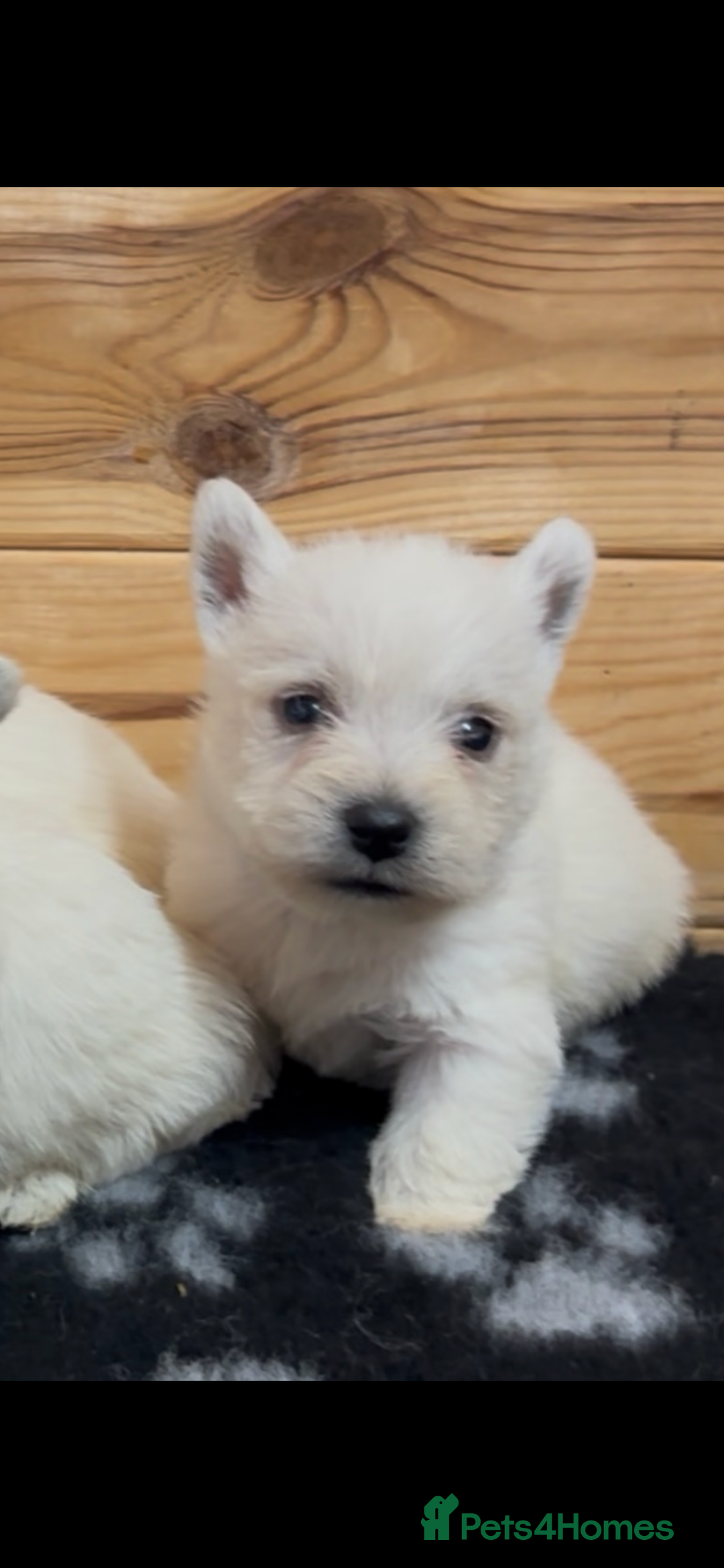 West Highland Terrier dogs for sale: Beautiful west highland terrier puppies for sale  - Image 5