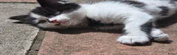 Mixed Breed cats for sale: Cute kittens for sale (NEED GONE ASAP) - Advert 27