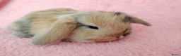 Mini Lop rabbits for sale: Baby mini Lops  for sale  - Advert 3