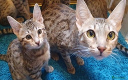Savannah cats for sale: Fabulous F5 SBT Savannah Kittens! - Image 21
