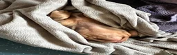 Miniature Dachshund dogs for sale: Kc Reg. Cwmbromley Sassy Girl - Advert 9