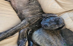 Cane Corso dogs for sale: Cane corso  - Image 9