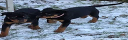 Rottweiler dogs for sale: 19 week old rottweiler female for sale  - Advert 7