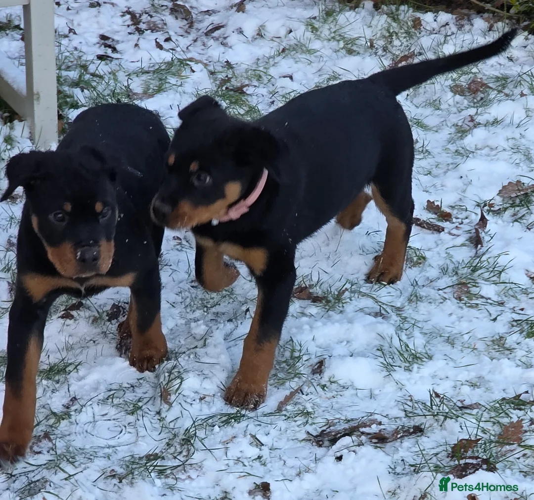 Rottweiler dogs for sale: 19 week old rottweiler female for sale  - Advert 7