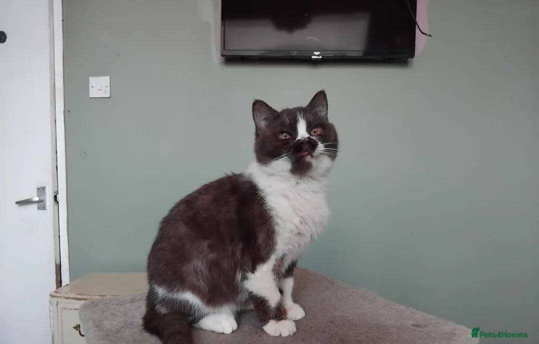 British Shorthair cats for sale:  Lilac & chocolate British Shorthair kittens  - Advert 5