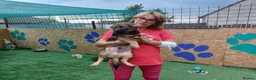 Mixed Breed dogs for adoption: 🐻LITTLE BEAR – A HANDSOME BOY FOR A LOVING HOME🐾 - Advert 21