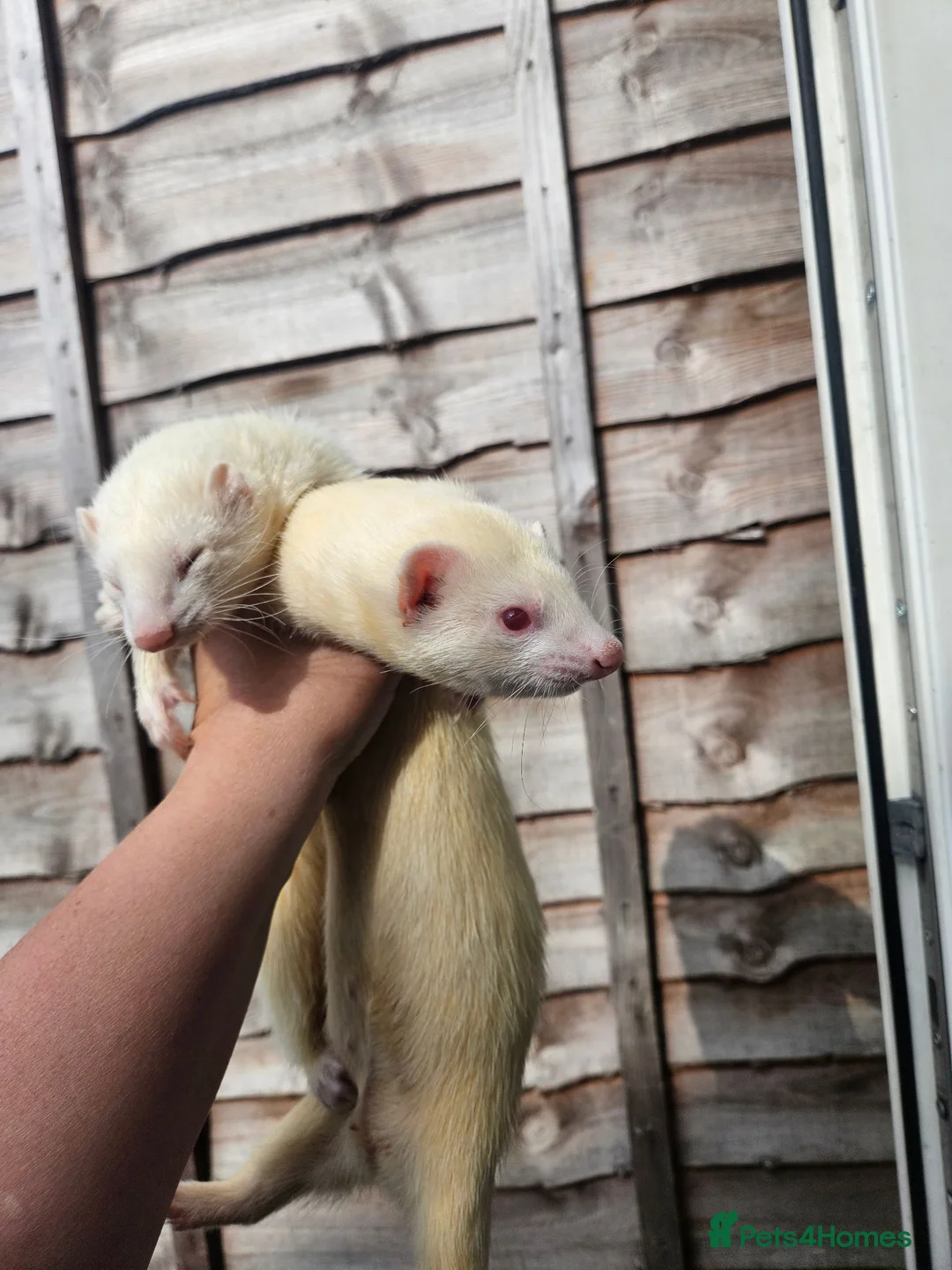 Ferret rodents for sale: 2 albino jills  - Advert 22