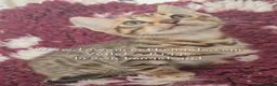Bengal cats for sale: Tica registered bengal kittens (cashmere carriers) - Advert 4