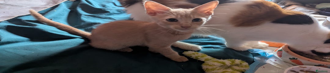 Mixed Breed Kitten 2