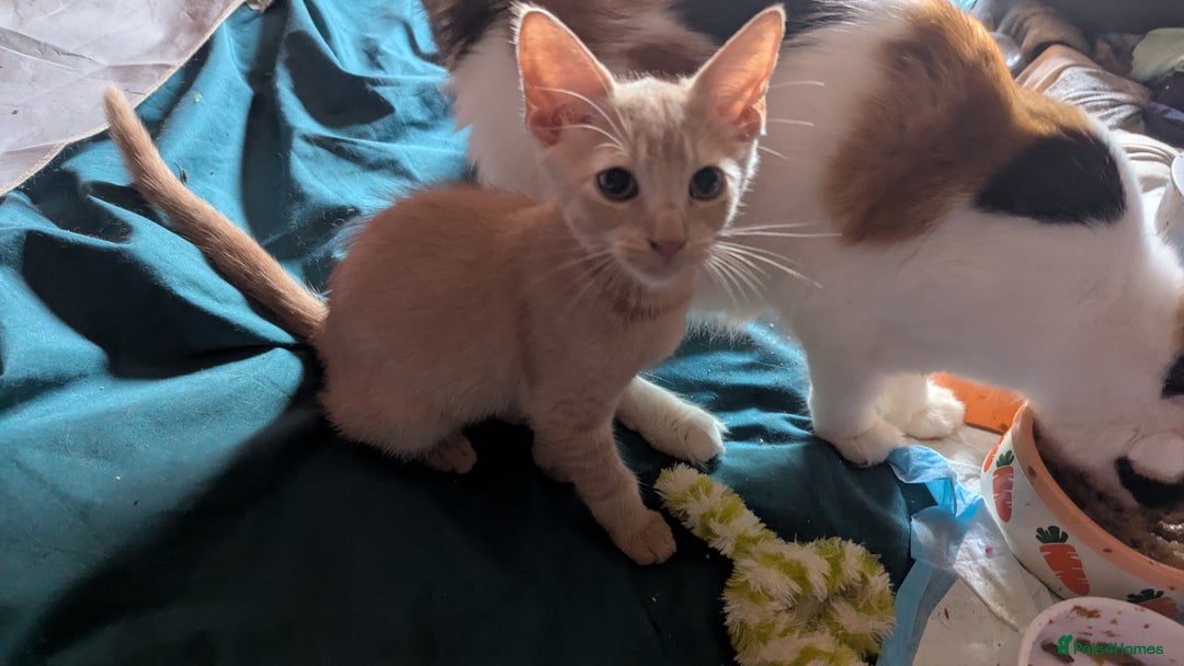 Mixed Breed cats for sale: Adorable short haired kittens - Image 4