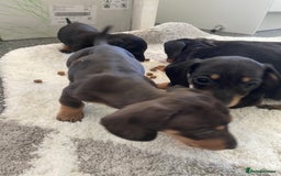 Dachshund dogs for sale: Miniature dachshunds  - Image 7