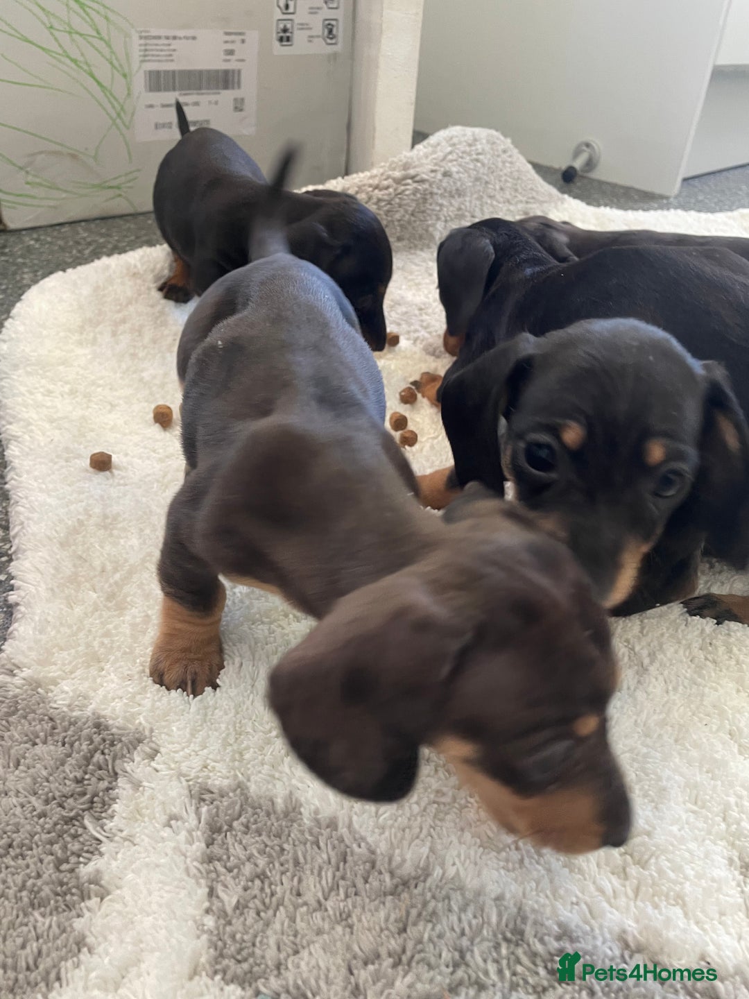 Dachshund dogs for sale: Miniature dachshunds  - Image 7