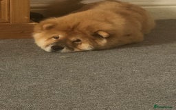 Chow Chow dogs for sale: Chow chow - Image 4