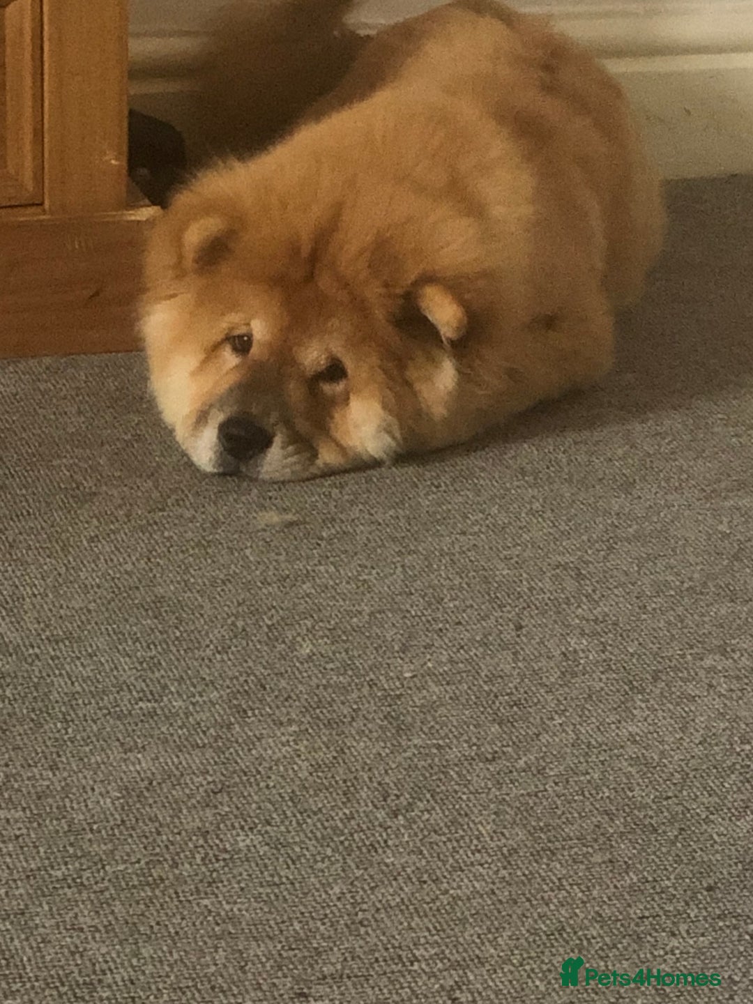 Chow Chow dogs for sale: Chow chow - Image 4