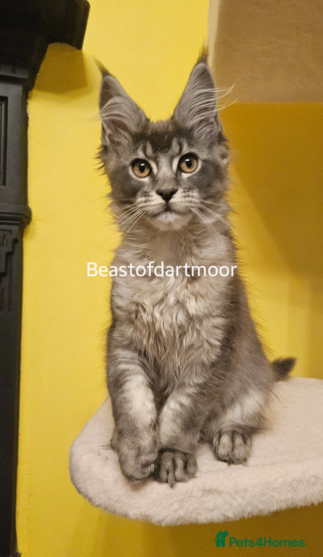 Maine Coon cats for sale: TICA Registered Maine Coon Kitten - Advert 1