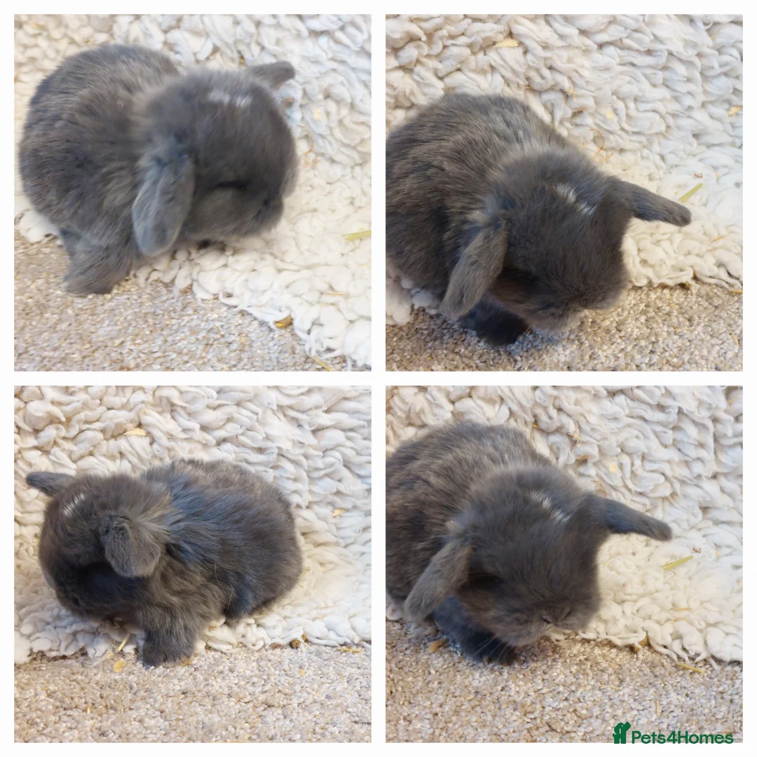 Mini Lop rabbits for sale: Minilop babys ready to reserve  - Advert 3