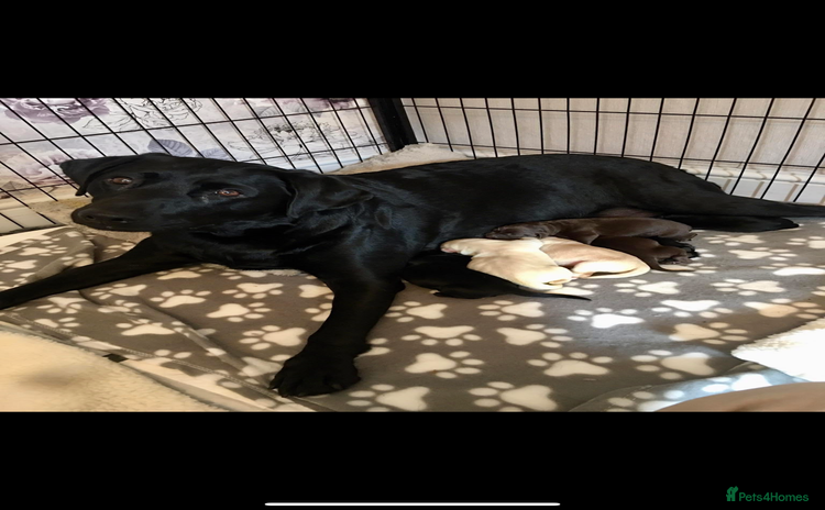 Labrador Retriever dogs - Advert 1