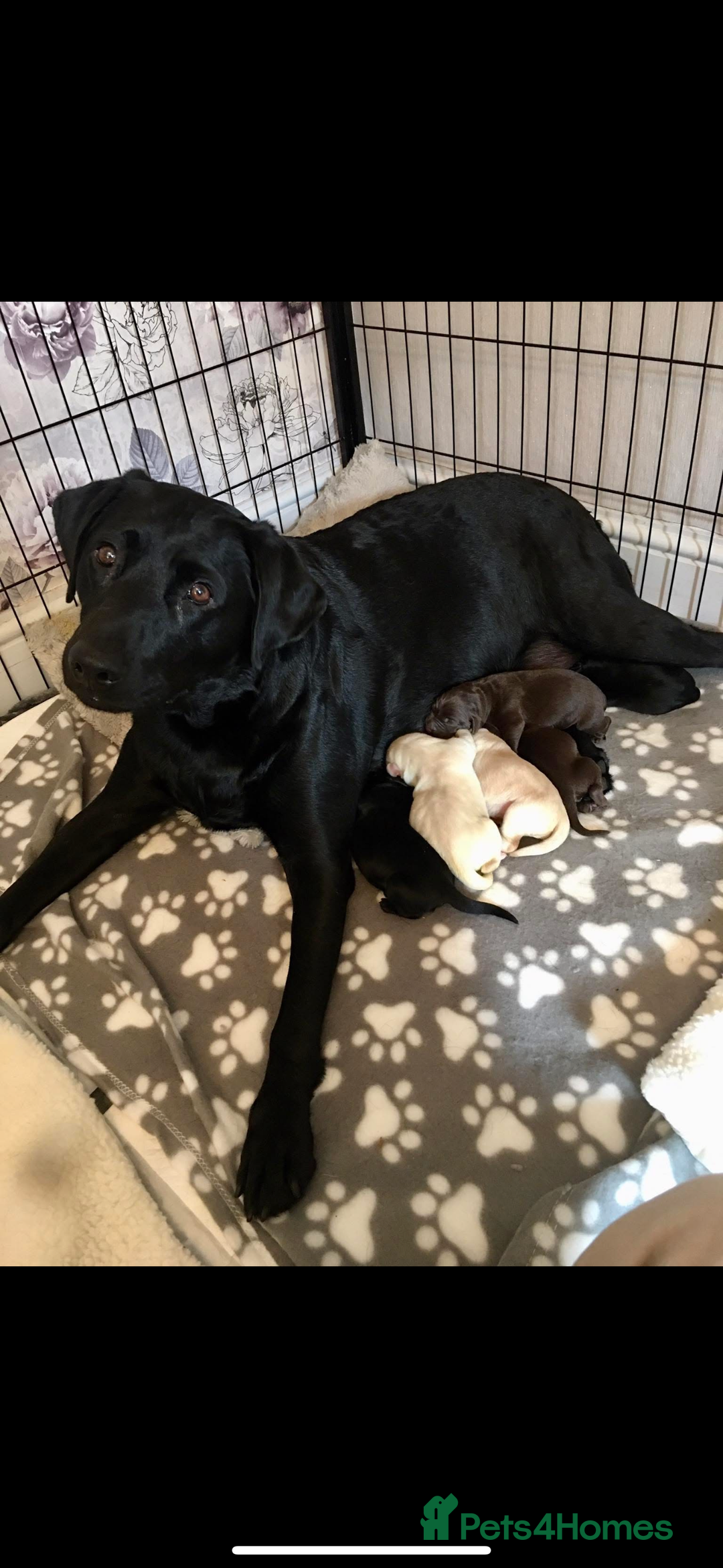Labrador Retriever dogs for sale: Labrador puppies for sale Kent - Image 1