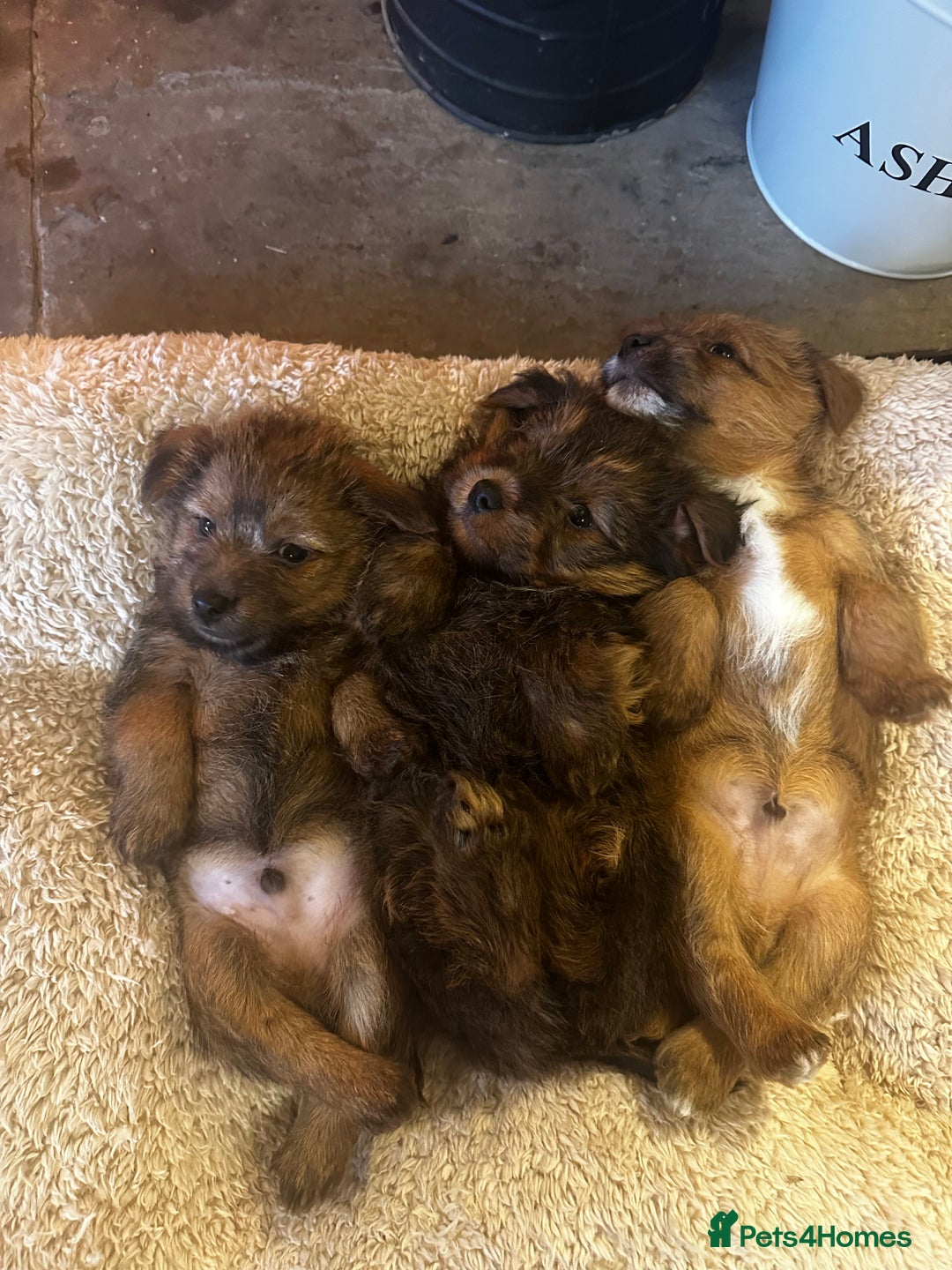 Norfolk Terrier dogs for sale: Stunning kc reg norfolk terrier boys  - Advert 4